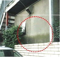 藻の発生した外壁